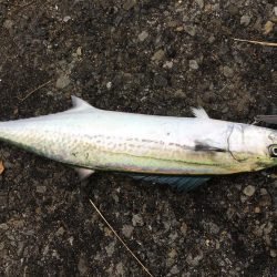 太刀魚フィーバー収まる